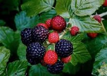 Picture of Wild Raspberries